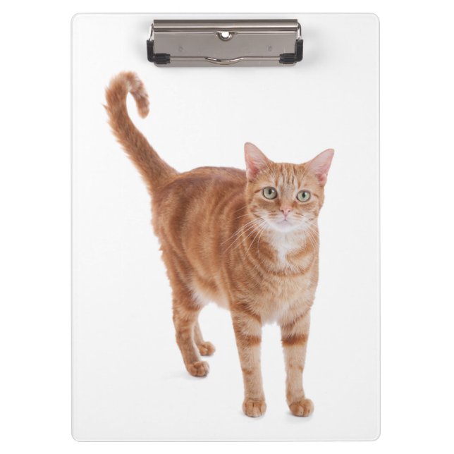 Orange Tabby Cat Clipboard (Front)