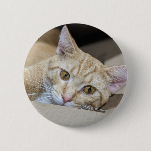 Orange Tabby Cat Cute 6 Cm Round Badge