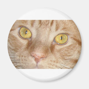 Orange Tabby Cat Eyes Magnet