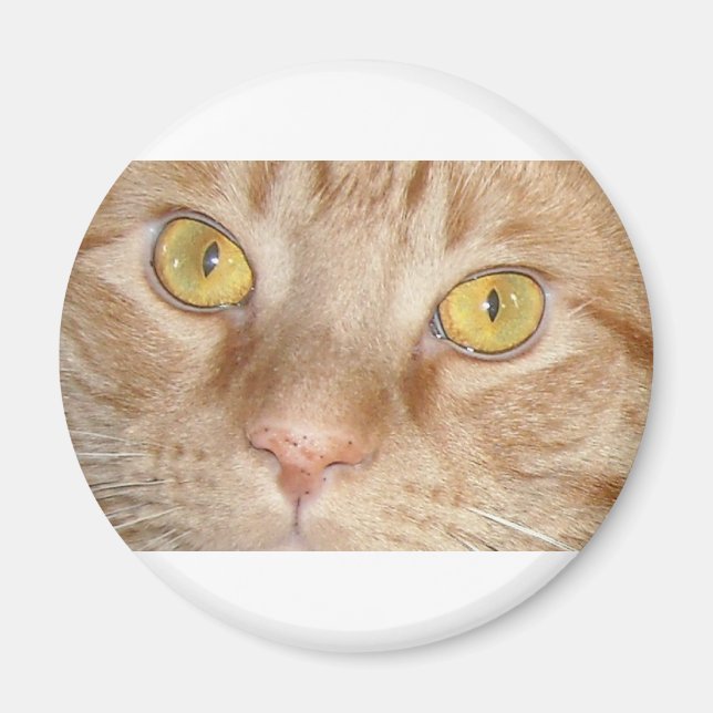Orange Tabby Cat Eyes Magnet (Front)