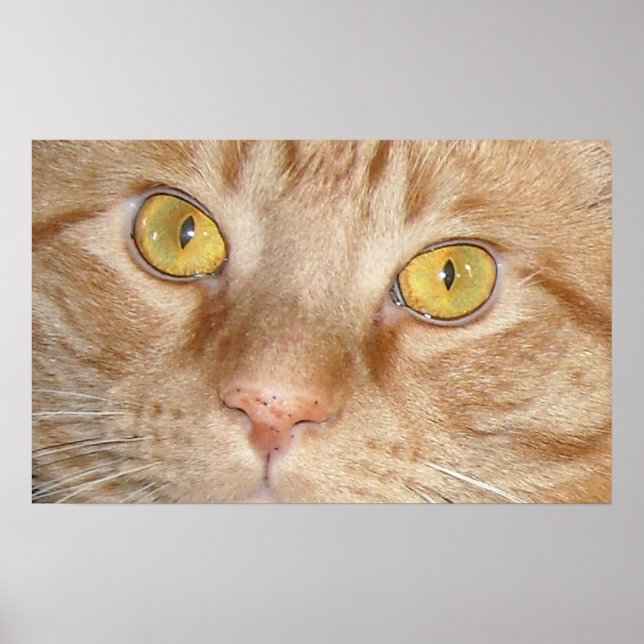 Orange Tabby Cat Eyes Poster (Front)