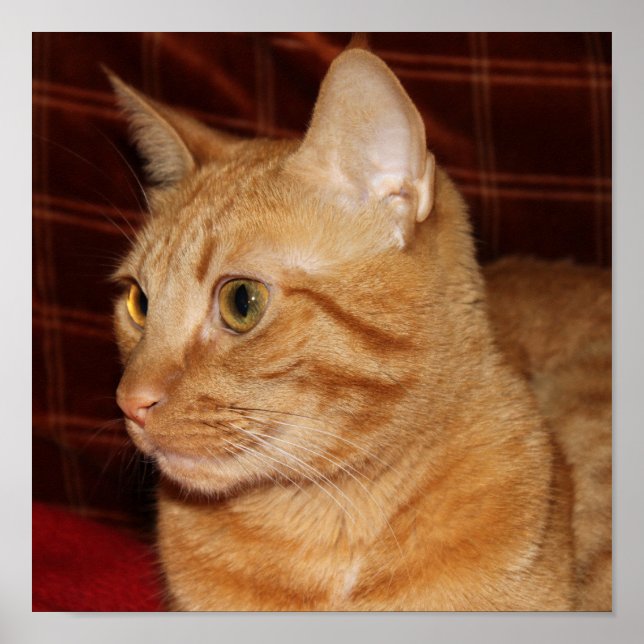Orange Tabby Cat Face Profile Poster (Front)
