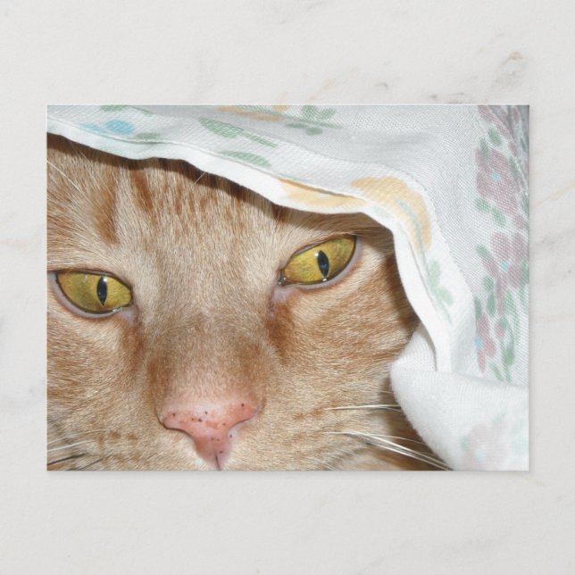 Orange Tabby Cat Humour Postcard (Front)
