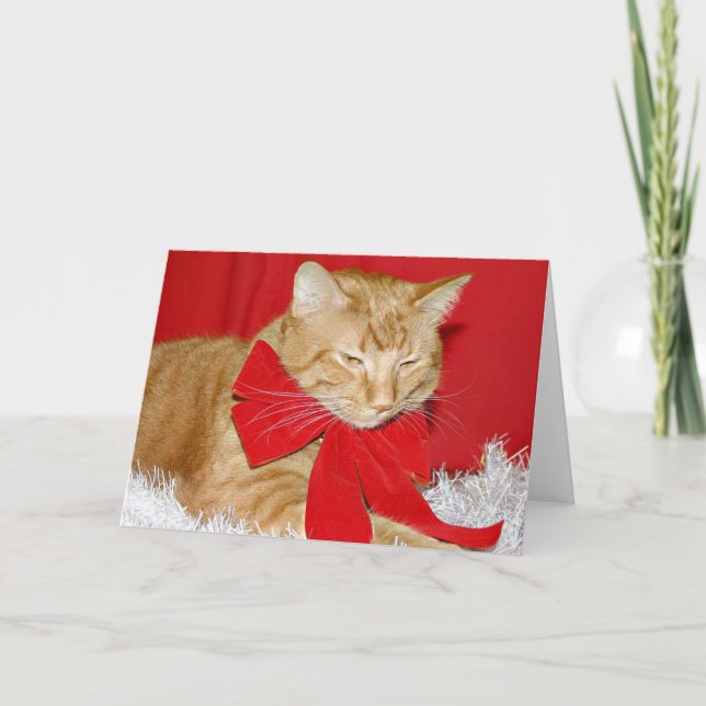Orange tabby cat in bow holiday card (Front)