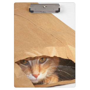 Orange tabby cat in paper bag clipboard