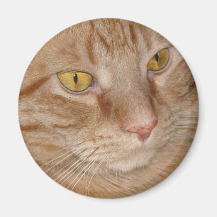 Orange Tabby Cat Magnet