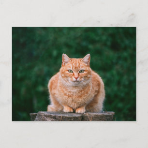 Orange Tabby Cat Portrait on Tree Stump Postcard