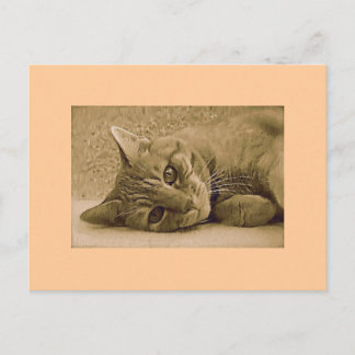 Orange Tabby Cat Post Card