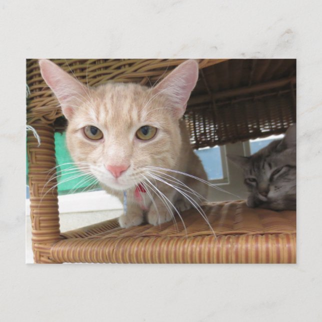 Orange Tabby Cat Postcard (Front)