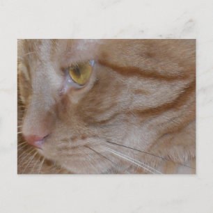 Orange Tabby Cat Postcard