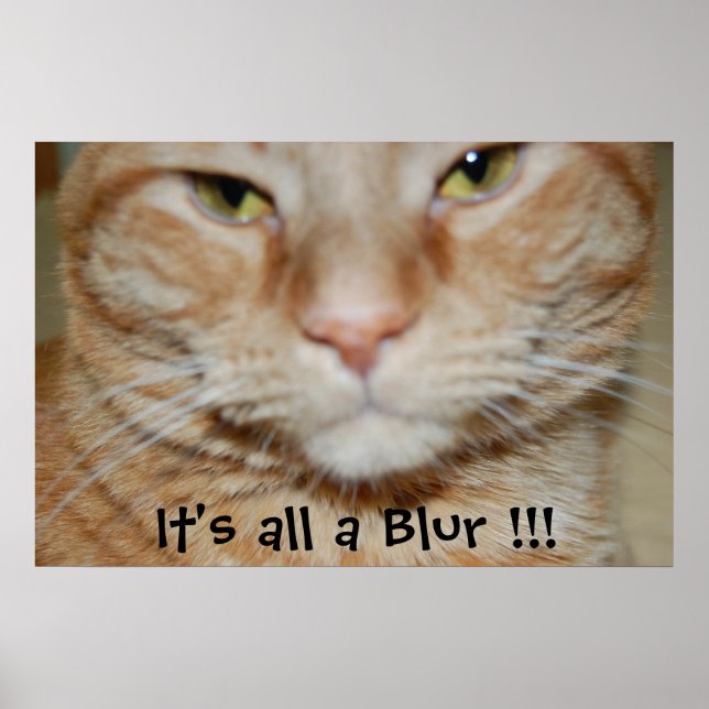 Orange Tabby Cat Poster (Front)