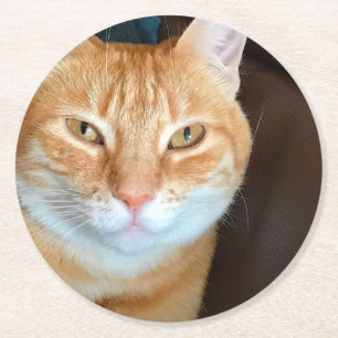 Orange tabby cat round paper coaster