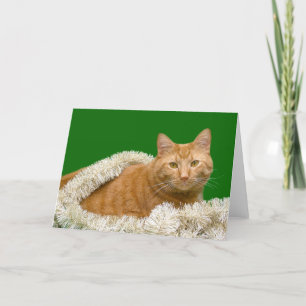 Orange tabby Christmas Holiday Card