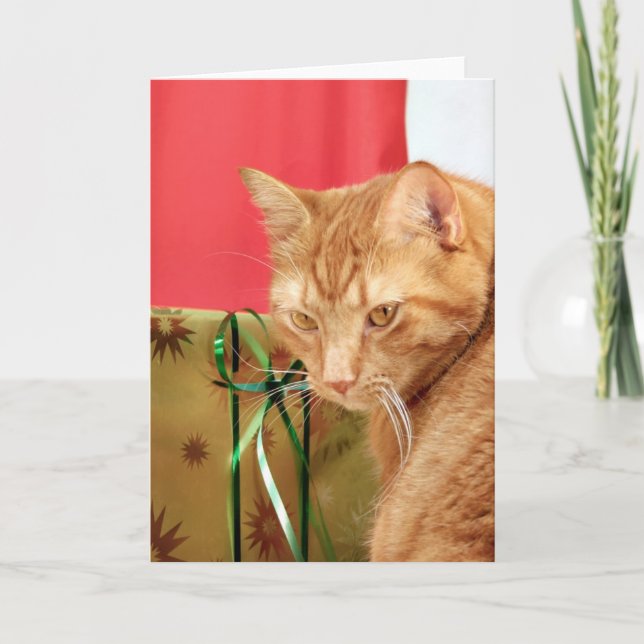 Orange tabby Christmas Holiday Card (Front)
