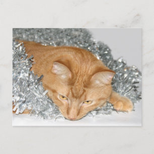 Orange tabby Christmas Holiday Postcard