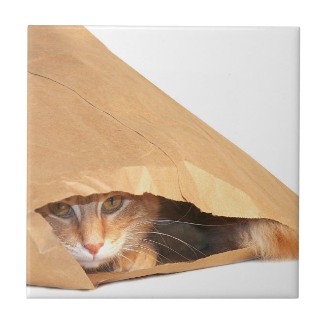 Orange tabby in bag ceramic tile (Front)