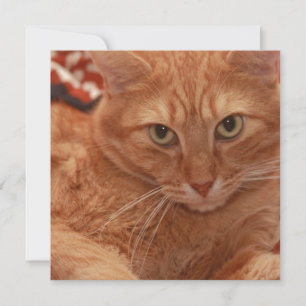 Orange Tabby Invitation