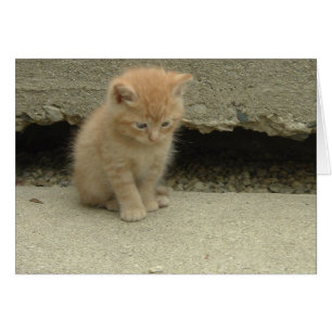 Orange Tabby Kitten