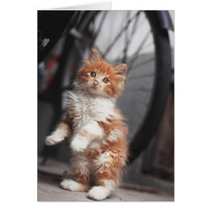 Orange Tabby Kitten
