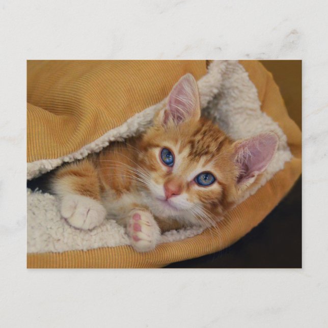 Orange Tabby Kitten in Bed Postcard (Front)