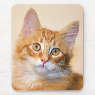 Orange tabby kitten mouse pad