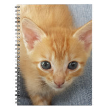 Orange tabby kitten
