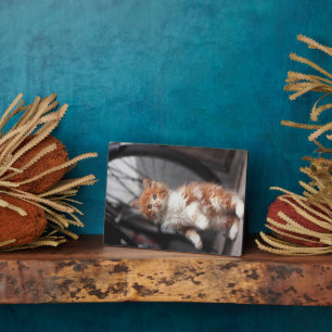 Orange Tabby Kitten Plaque