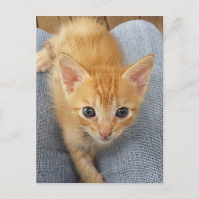 Orange tabby kitten postcard (Front)