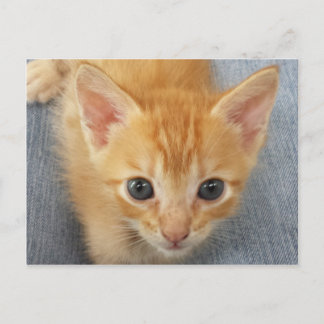 Orange tabby kitten postcard