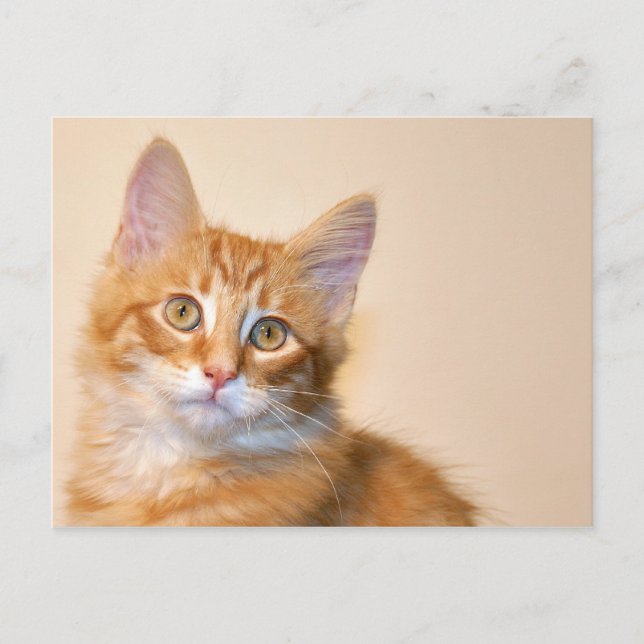 Orange tabby kitten postcard (Front)
