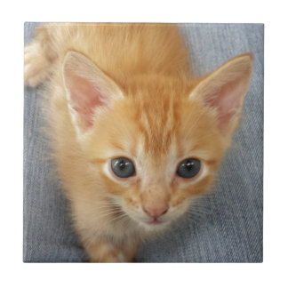 Orange tabby kitten tile