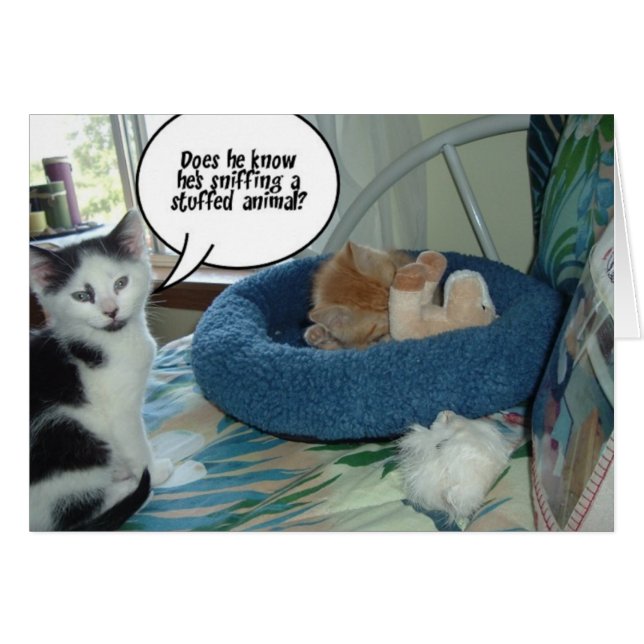 Orange Tabby Kitty Cat (Front Horizontal)