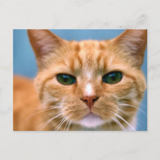 Orange Tabby Kitty Kitten Cat Postcard