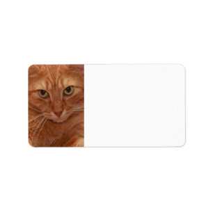 Orange Tabby Label