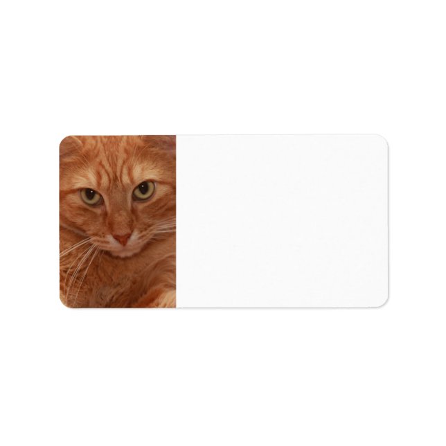 Orange Tabby Label (Front)