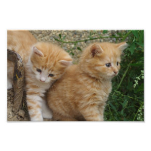 Orange Tabby Siblings Photo Print