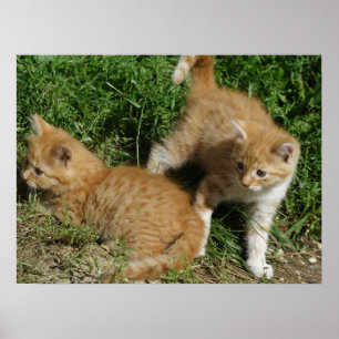 Orange Tabby Siblings Poster