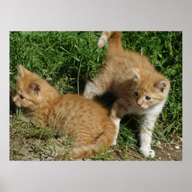Orange Tabby Siblings Poster (Front)