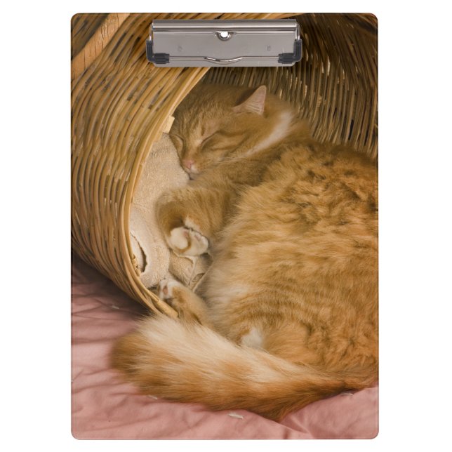 Orange tabby sleeping in hamper clipboard (Front)
