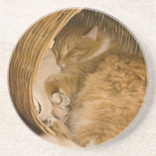 Orange tabby sleeping in hamper coaster