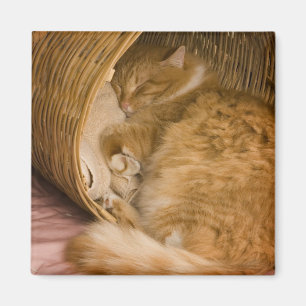 Orange tabby sleeping in hamper magnet