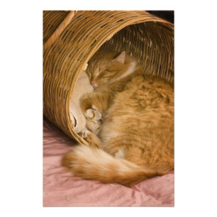 Orange tabby sleeping in hamper photo print