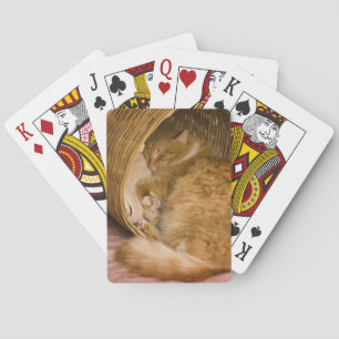 Orange tabby sleeping in hamper playing cards
