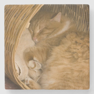Orange tabby sleeping in hamper stone coaster
