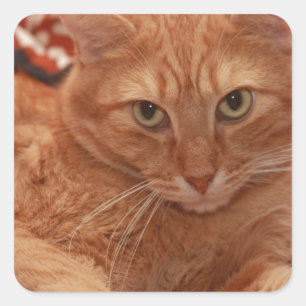 Orange Tabby Square Sticker