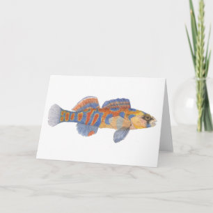 Orange-Throated Darter Card