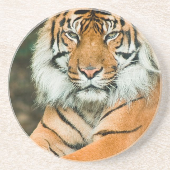 Orange Tiger Coaster (Front)
