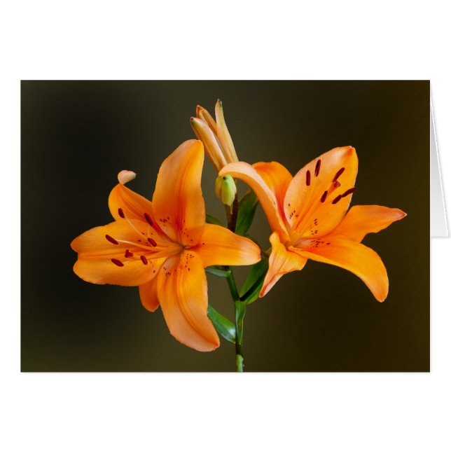 Orange Tiger Lilies and Buds Photograph Card (Front Horizontal)
