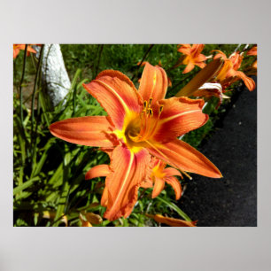 Orange Tiger Lilies Poster