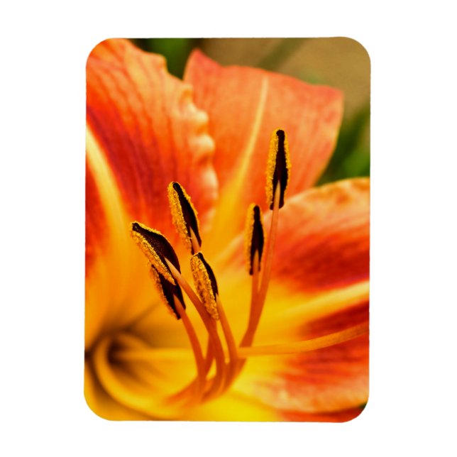 Orange Tiger Lily Magnet (Vertical)